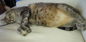 Sommeil