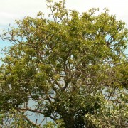 Palo Santo-Bursera graveolens