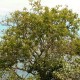 Palo Santo-Bursera graveolens