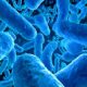 Microbes
