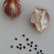 Nigelle: mycoses cutanées