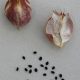 Nigelle: mycoses cutanées