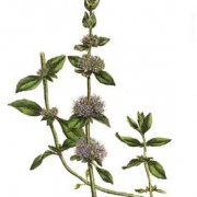 Mentha pulegium riche en cétones