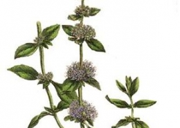 Mentha pulegium riche en cétones