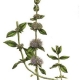 Mentha pulegium riche en cétones